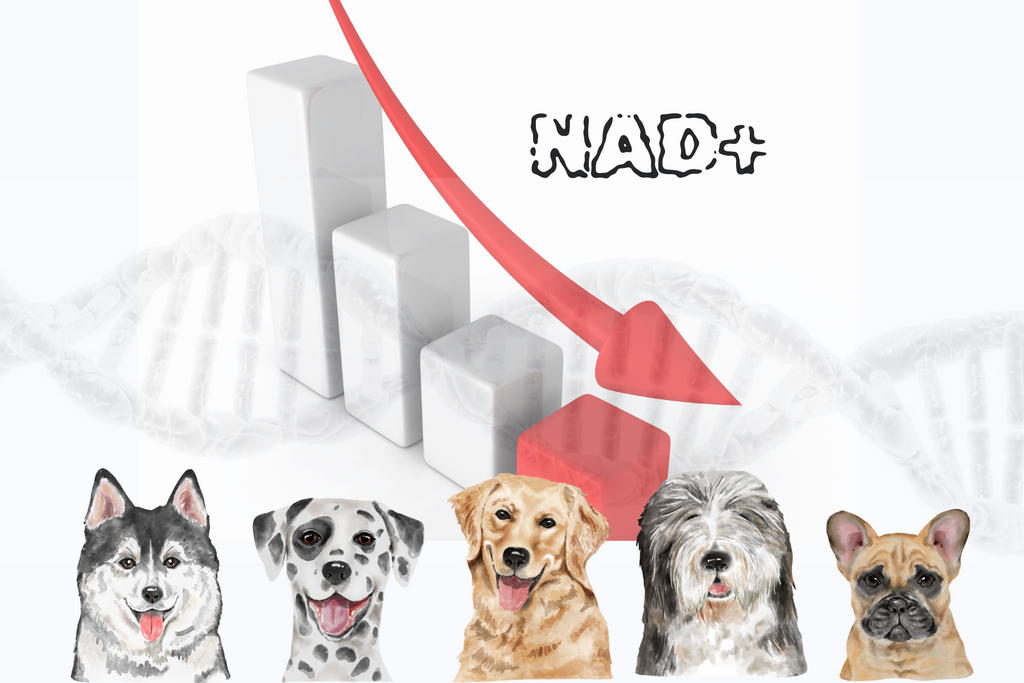 The Science of Aging in Dogs: How NAD+ Levels Decline